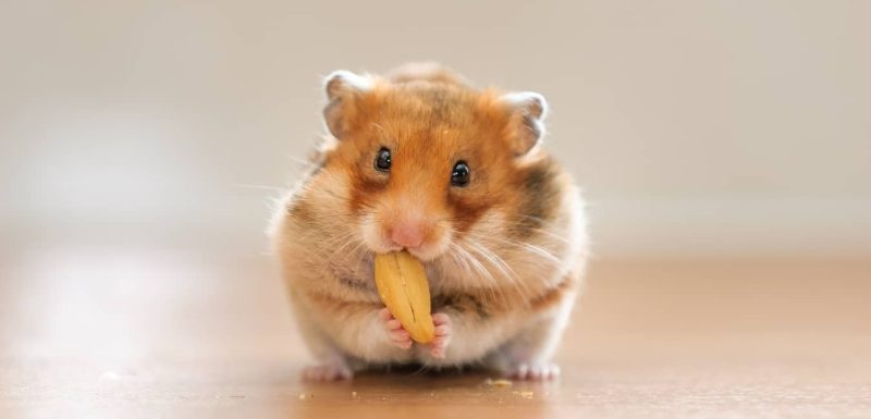Chuột Hamster