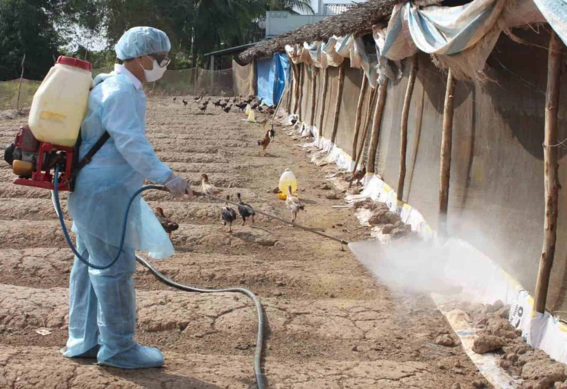 Diệt kiến và muỗi ở chuồng trại trong chăn nuôi gà