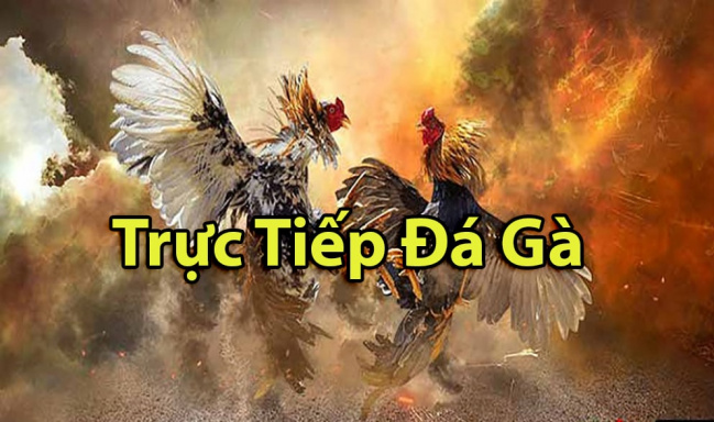  CHƠI ĐÁ GÀ TRỰC TIẾP 